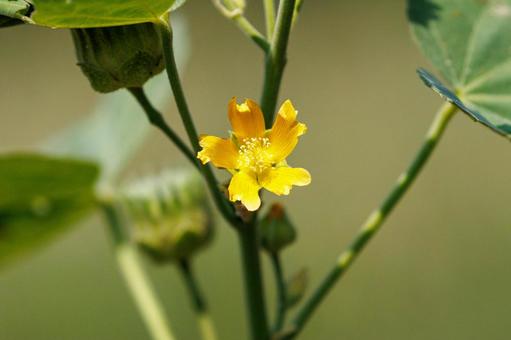 夏の終わり頃に咲くイチビの黄色い花 夏の終わり頃に咲くイチビの黄色い花 花,植物,黄色の写真素材