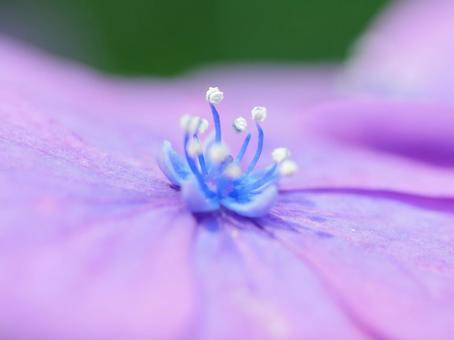 Photo, hydrangea, june, wallpaper, 