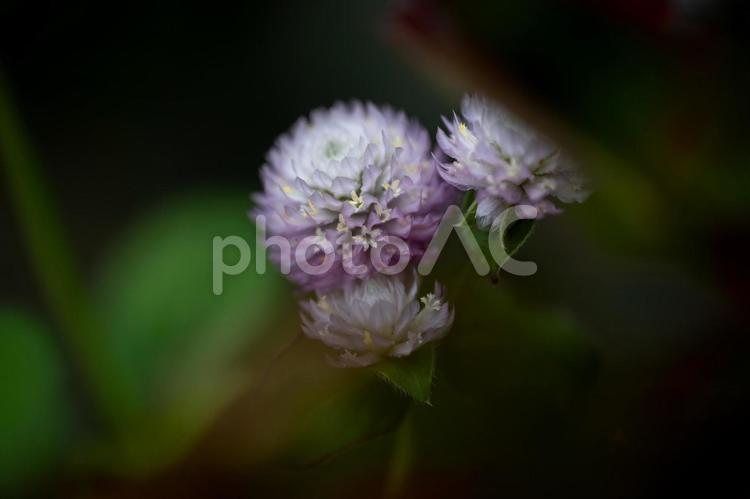 センニチコウ センニチコウ,花,薄ピンクの写真素材