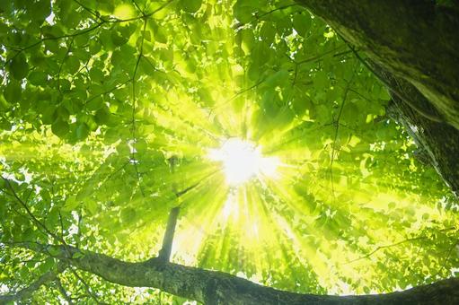 緑の木 太陽光 緑の木 太陽光 森,緑,木の写真素材