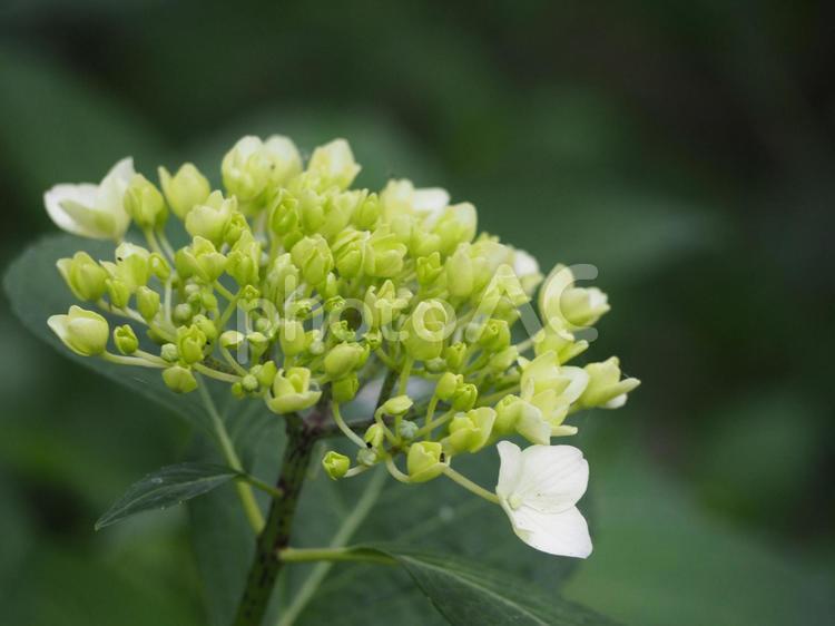 あじさい　白　咲き始め 紫陽花,あじさい,アジサイの写真素材