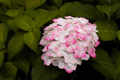 ピンク色のアジサイ 花,紫陽花,アジサイの写真素材