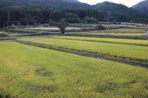 一面の田んぼ 一面の田んぼ 稲穂,田んぼ,たんぼの写真素材