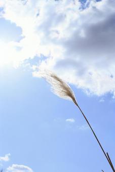 青空穂 青空穂の写真
