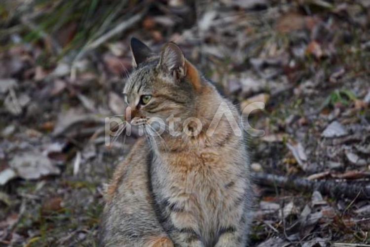 野良猫 生き物,動物,ネコの写真素材