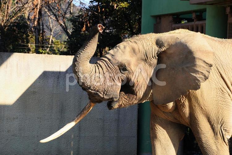 世界的に珍しいマルミミゾウ マルミミゾウ,広島市安佐動物公園,世界に3頭の写真素材