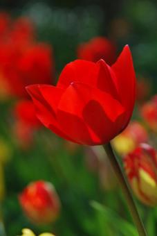 Tulip flowers, JPG Tulip flowers, JPG