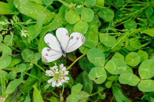 Cabbage White Butterfly(23), JPG Cabbage White Butterfly(23), JPG