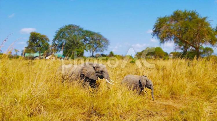 草原を歩くゾウの親子 動物,ゾウ,親子の写真素材