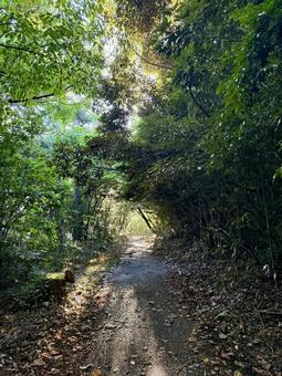 荒磯遊歩道 日本海沿いの雑木林の抜け道 荒磯遊歩道 日本海沿いの雑木林の抜け道の写真
