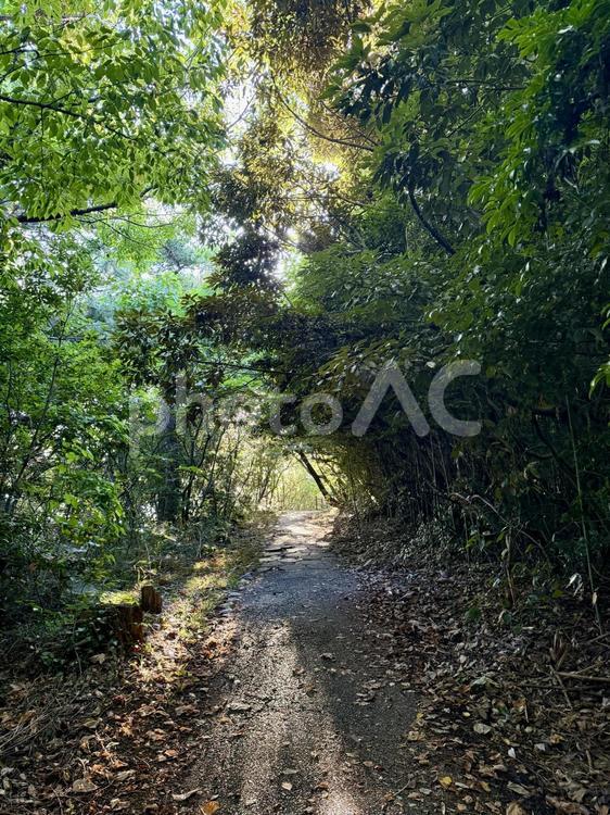 荒磯遊歩道　日本海沿いの雑木林の抜け道 木々,雑草,抜け道の写真素材
