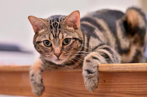 みつめるねこちゃん ねこ,動物,しま模様の写真素材