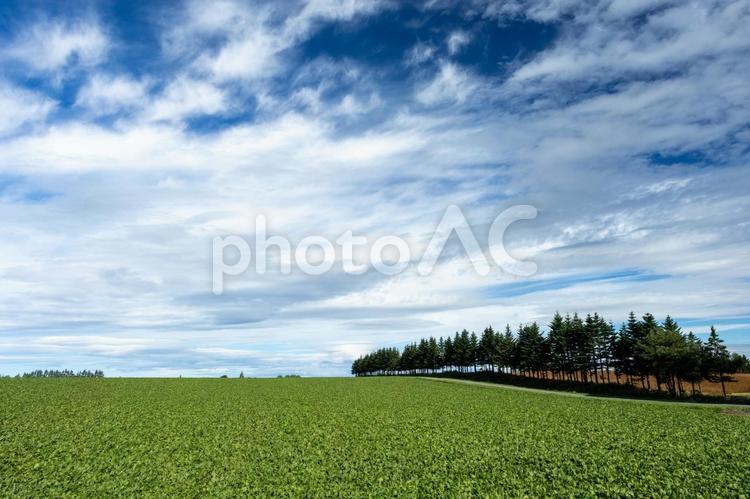 並木のある畑 いなか,きれい,のどかの写真素材