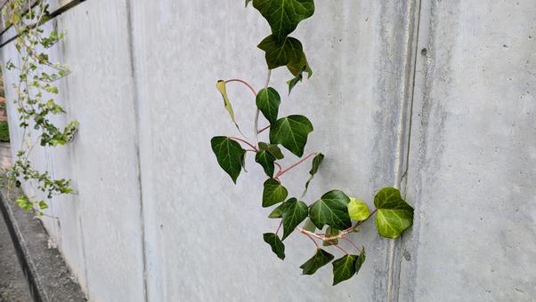 コンクリートの壁とアイビー　ヘデラ ツタ,アイビー,植物の写真素材