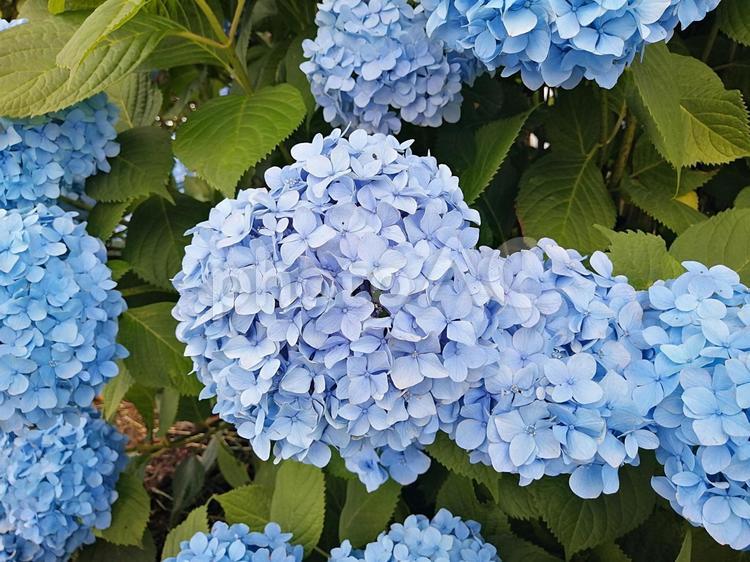 あじさい　ユーチューブ動画編集素材 アジサイ,紫陽花,あじさいの写真素材