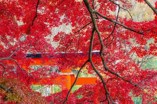 賀茂神社のモミジ⑽ 神社,賀茂神社,晩秋の写真素材