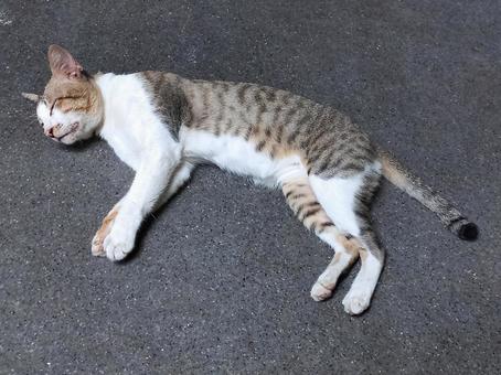 寝たふりをするツンデレ猫 寝たふりをするツンデレ猫の写真