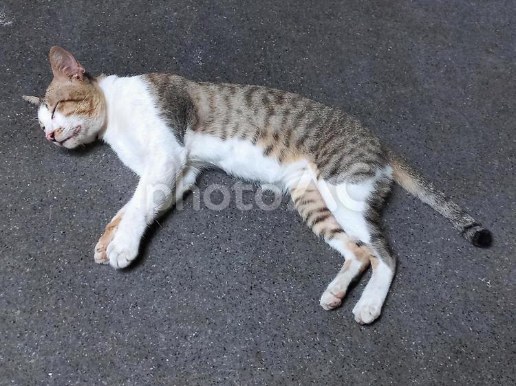 寝たふりをするツンデレ猫 ネコ,猫,もふもふの写真素材