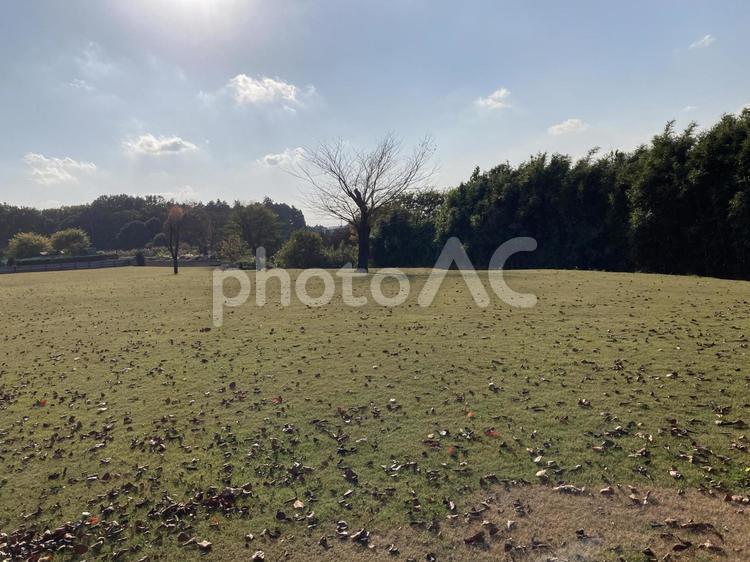 枯れ木　公園　丘　落ち葉　山　太陽　青空 枯れ木,公園,丘の写真素材