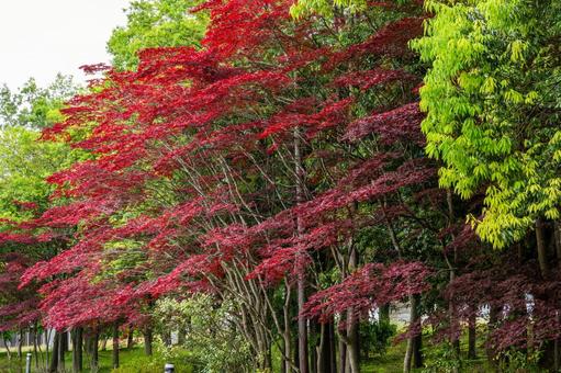 Photo, early summer, urban park, park, 