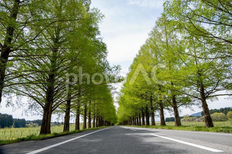 風景素材　鮮やかな新緑のメタセコイア並木 風景,新緑,メタセコイアの写真素材