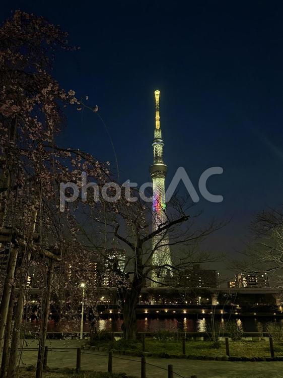 桜の季節の夜の隅田公園周辺 夜空,桃色,ビルの写真素材