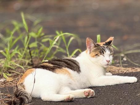 眠そうな三毛猫 眠そうな三毛猫の写真