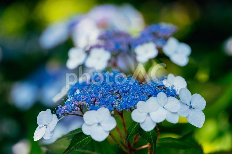 公園に咲くブルーのあじさい 東京,日本,西東京の写真素材
