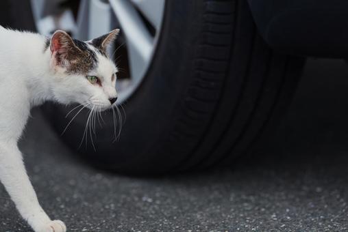 一点を見つめて歩く牛柄猫 牛柄猫,cawcat,ハチワレ猫の写真素材