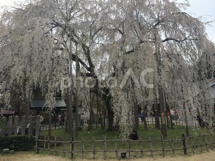 福井足羽山公園の巨大しだれ桜（2014年 桜,しだれ桜,巨大の写真素材