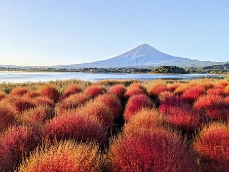 輝くコキアと富士山 輝くコキアと富士山 富士山,コキア,秋の写真素材