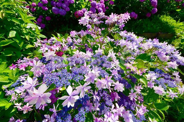 形原温泉あじさいの里 綺麗なアジサイの花 あじさい,紫陽花,あじさいの里の写真素材