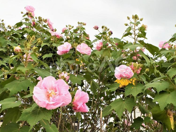 スイフヨウの開花とつぼみの初秋の景色 酔芙蓉,スイフヨウ,スイフヨウの花の写真素材