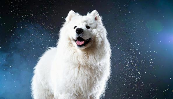 サモエドの写真