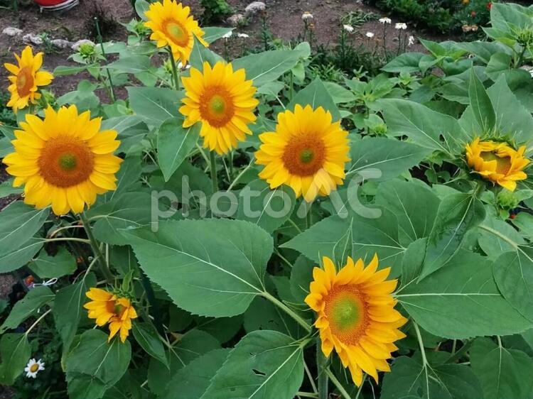 花　ひまわり　ヒマワリ　向日葵　サンフラワー　憧れ　あなただけを見つめる　高貴　愛慕　3 ひまわり,ヒマワリ,向日葵の写真素材