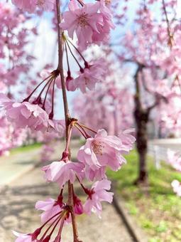 桜 桜の写真