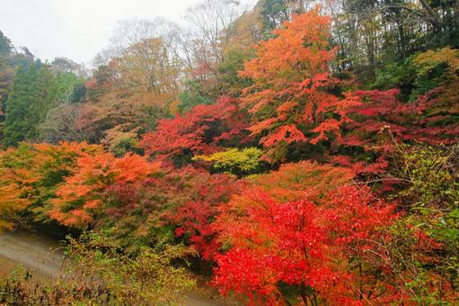養老渓谷 養老渓谷,筒森もみじ谷,紅葉の写真素材