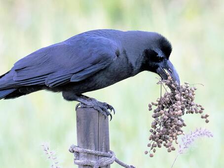 ハゼノキの実を取ってきたカラス カラス,ハシブトガラス,ハゼノキの写真素材