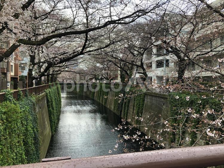 目黒川の桜並木 桜,桜並木,花見の写真素材