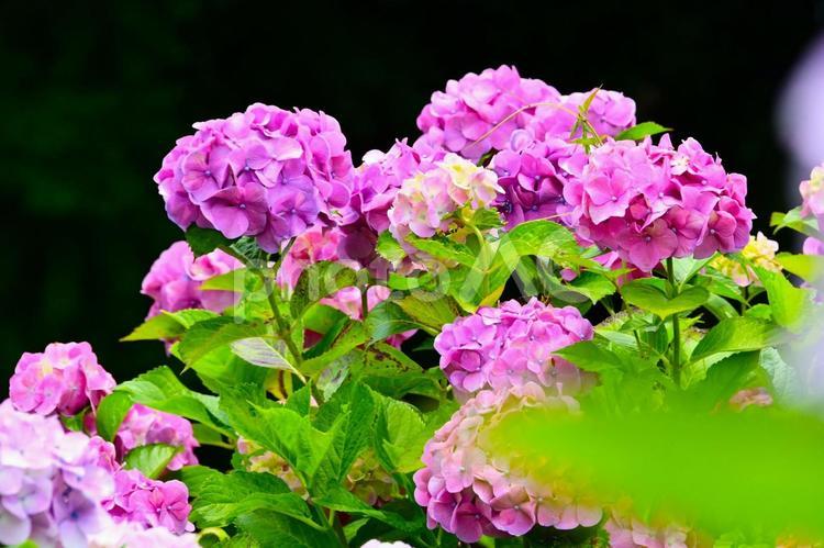 綺麗に咲いたあじさいの花 あじさい,花,形原温泉の写真素材