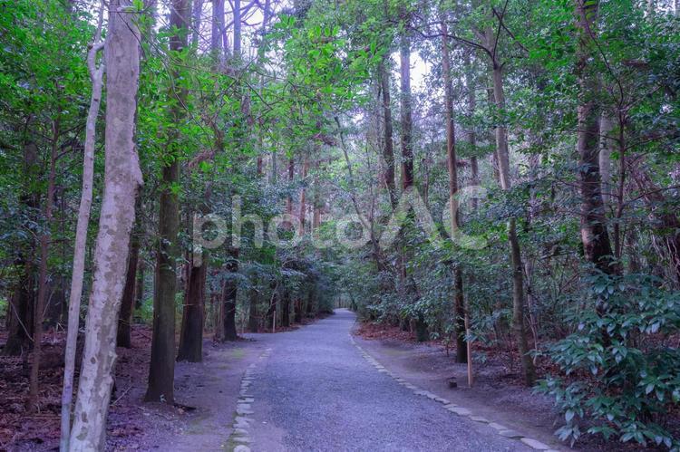 奥行きのある砂利道 道,森,林の写真素材