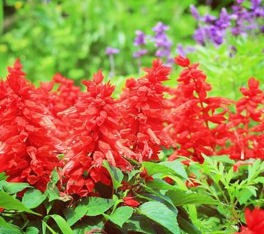 サルビアの花(2) サルビアの花(2) サルビア,花,夏の花の写真素材