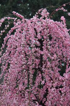 ウメの花 ウメの花 ウメ,花,植物の写真素材