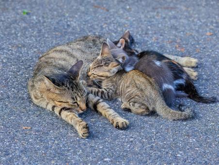 海の公園で生活する野良猫の親子です。 海の公園で生活する野良猫の親子です。の写真