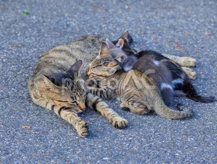 海の公園で生活する野良猫の親子です。 猫,野良猫,地域猫の写真素材