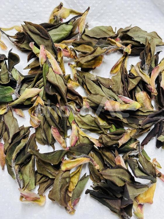 山茶花の新芽で作るお茶 山茶花,サザンカ,新芽の写真素材
