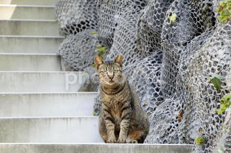 階段の途中に座っている猫 猫,野良猫,ネコの写真素材