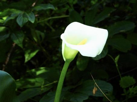 Photo, plant, flower, river side, 