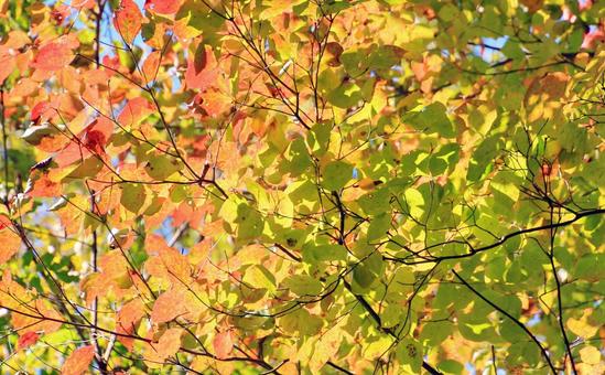 ハナミズキの秋の紅葉 ハナミズキの秋の紅葉 紅葉,ハナミズキ,秋の写真素材