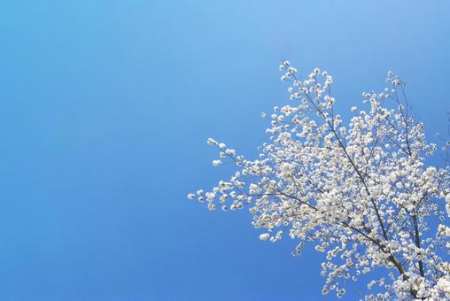 桜 桜,青空,スペースの写真素材